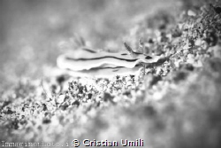 BW seaslug. by Cristian Umili 